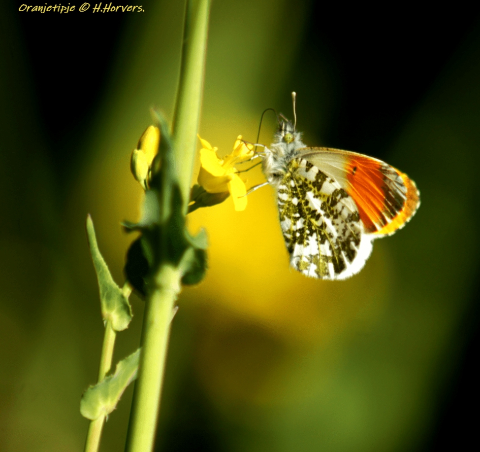 Oranjetipje - Geleedpotigen - Oranjetipje