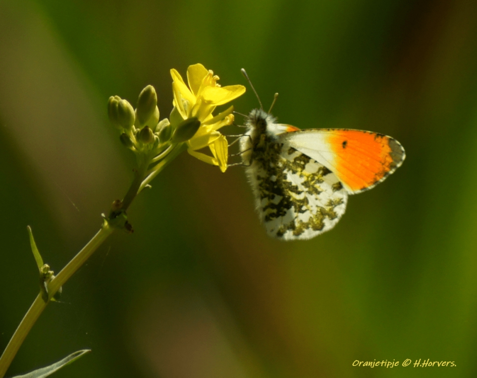 Oranjetipje - Geleedpotigen - Oranjetipje