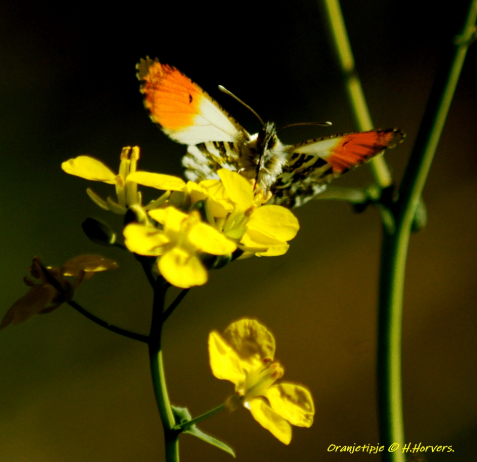 Oranjetipje - Geleedpotigen - Oranjetipje