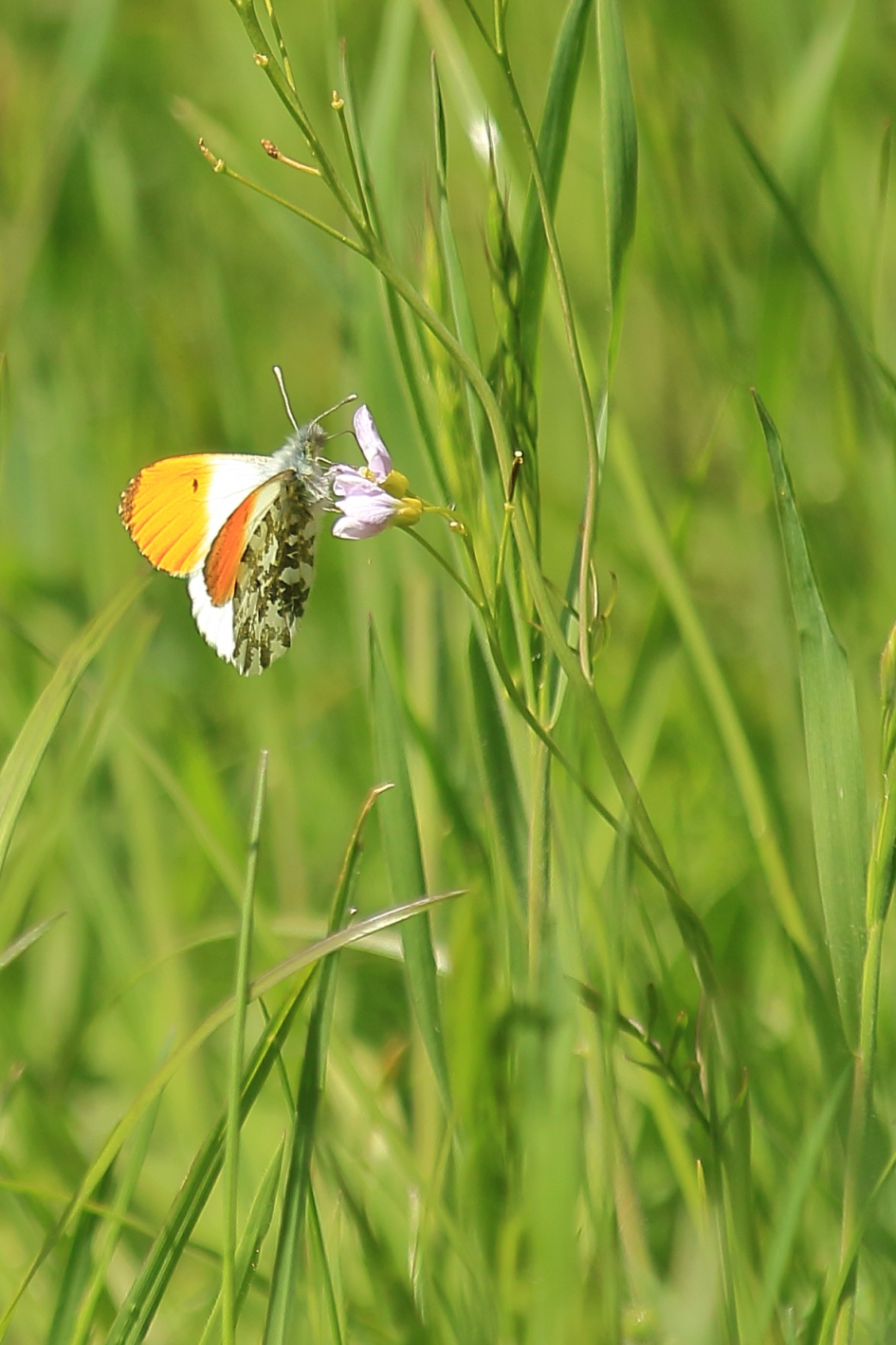 oranjetipje - Geleedpotigen - oranjetipje