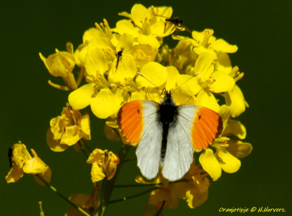 Oranjetipje - Geleedpotigen - Oranjetipje