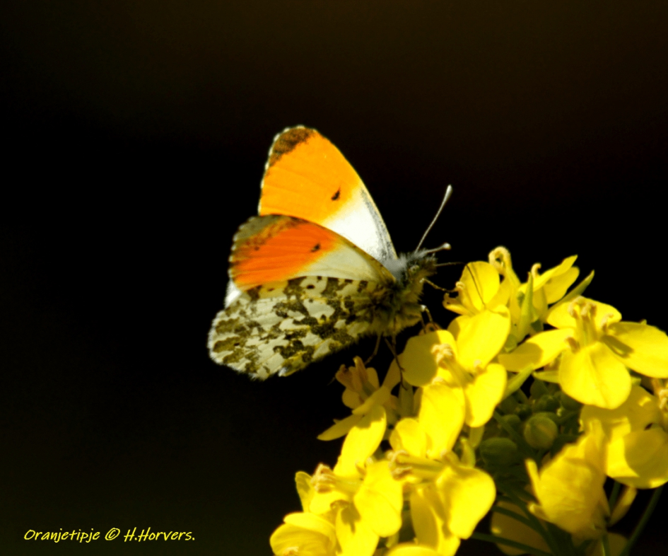 Oranjetipje - Geleedpotigen - Oranjetipje