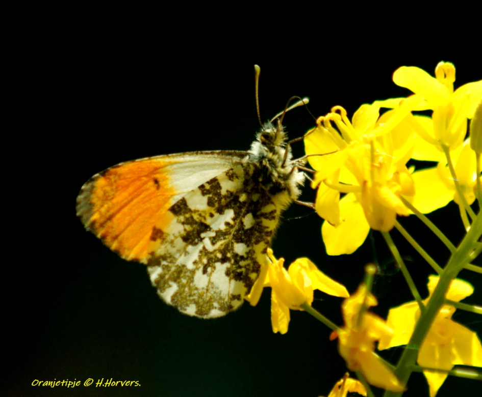 Oranjetipje - Geleedpotigen - Oranjetipje
