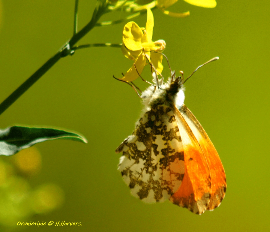 Oranjetipje - Geleedpotigen - Oranjetipje