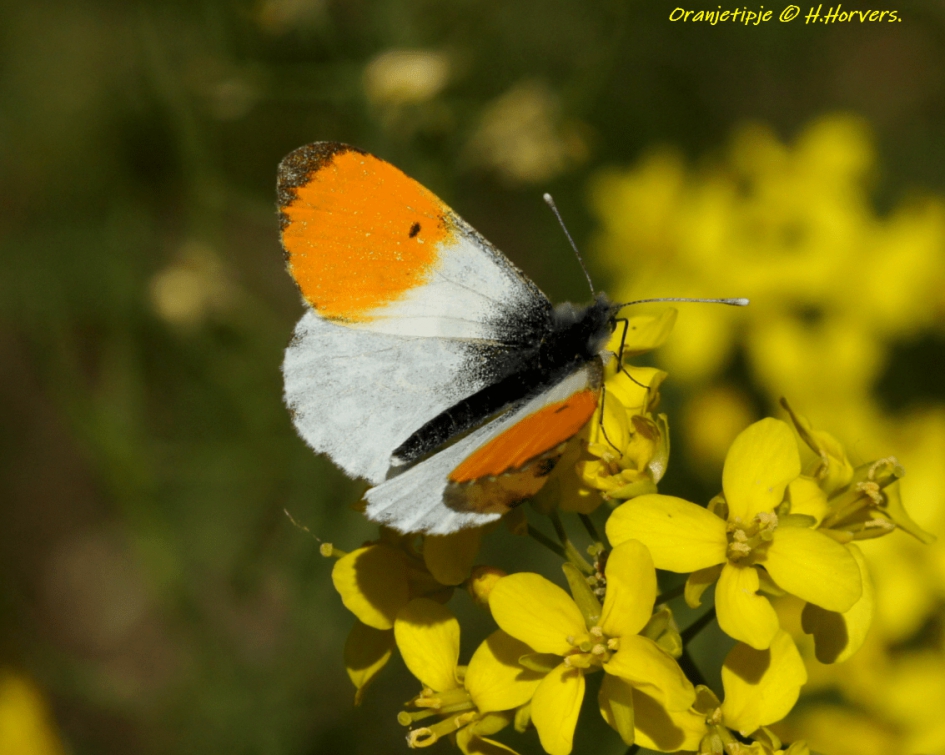 Oranjetipje - Geleedpotigen - Oranjetipje