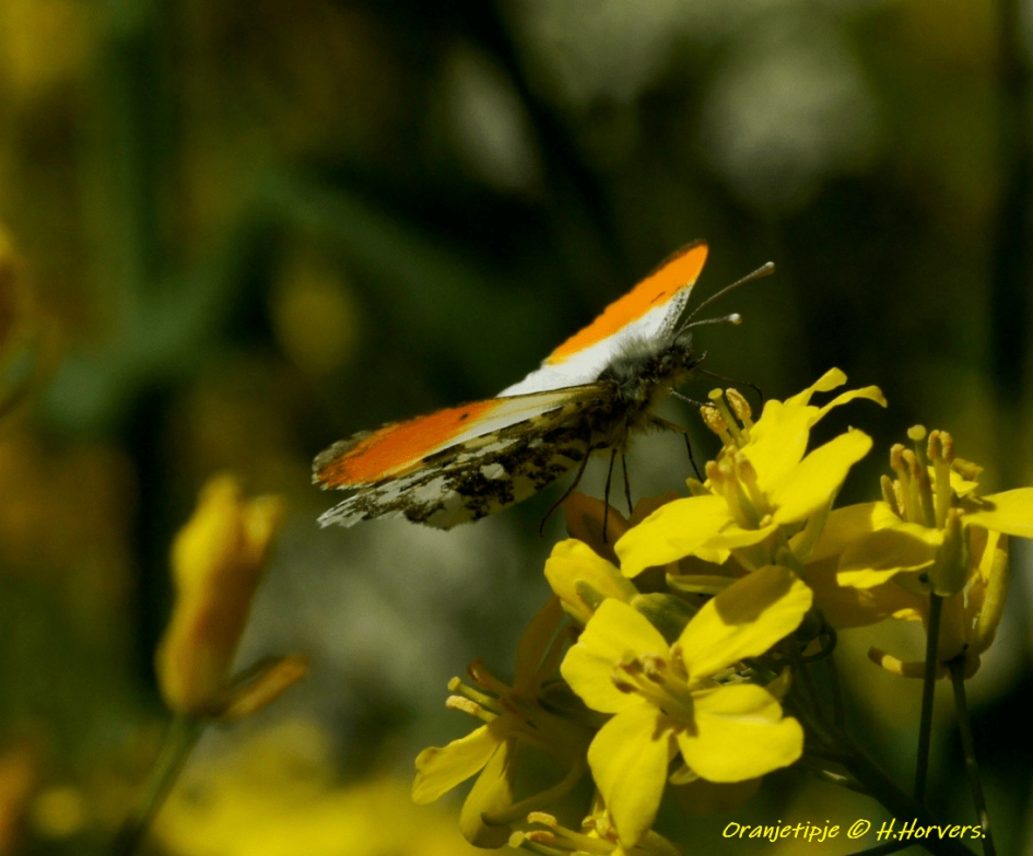 Oranjetipje - Geleedpotigen - Oranjetipje