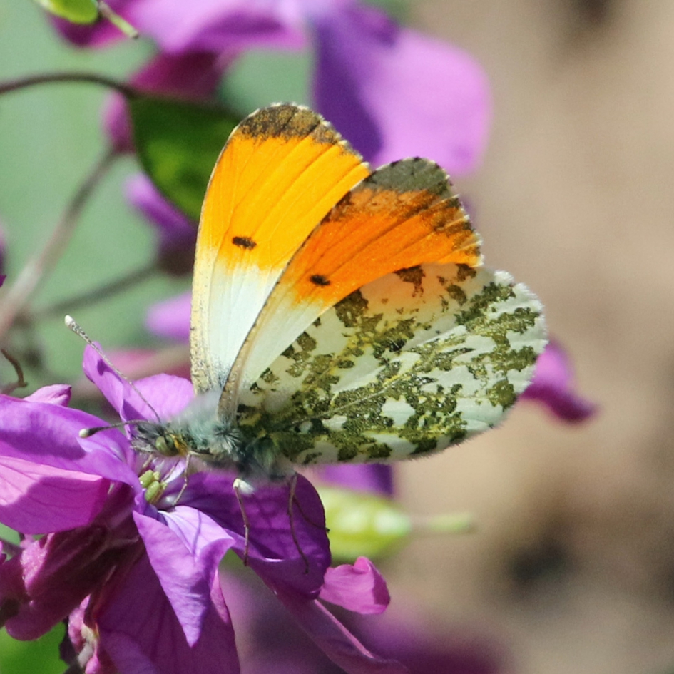 oranjetipje - Geleedpotigen - 