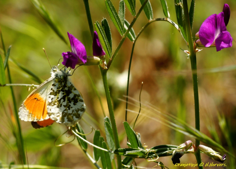 Oranjetipje - Geleedpotigen - Oranjetipje
