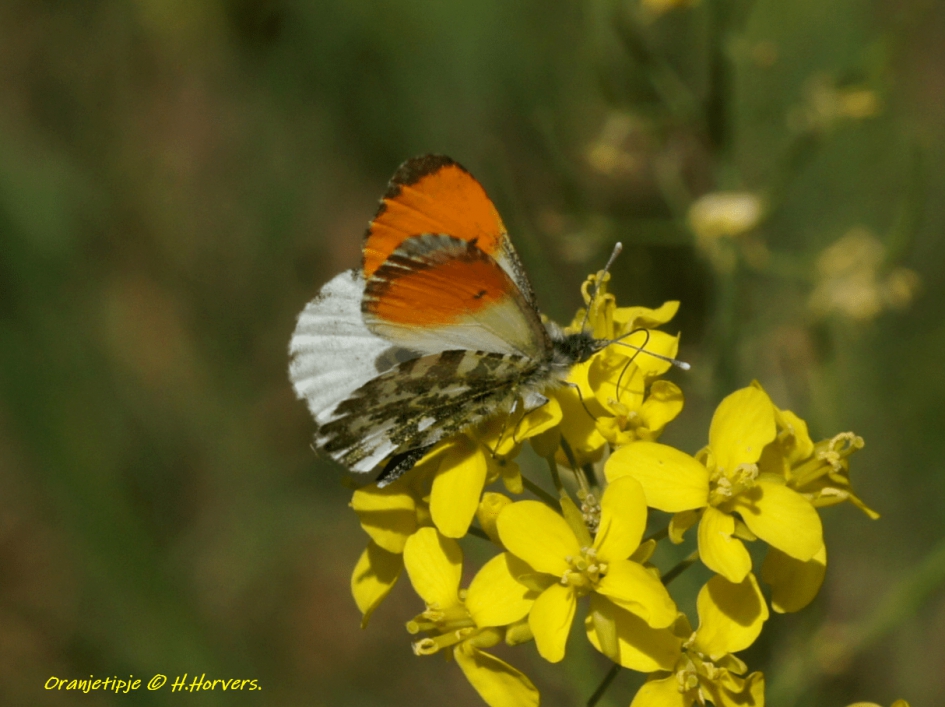 Oranjetipje - Geleedpotigen - Oranjetipje
