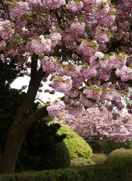 Oude, grote bomen vol met bloesem