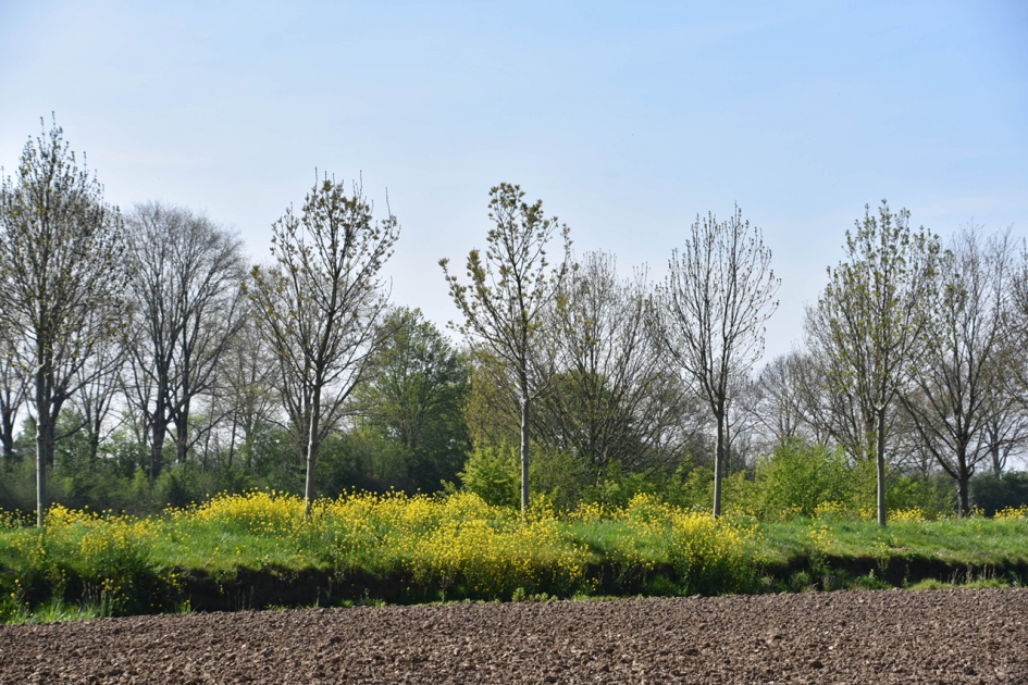 Overal raapzaad - Planten - 
