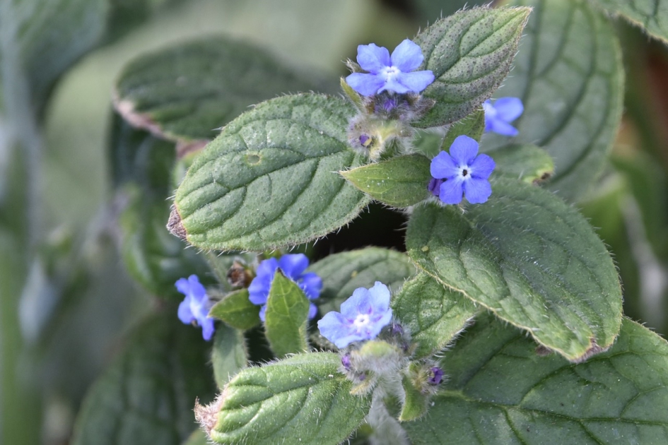 Overblijvende ossentong - Planten - 
