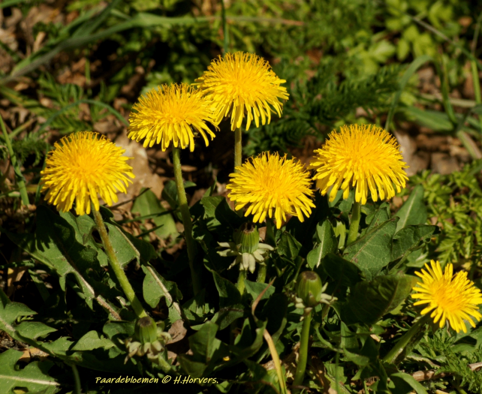 Paardebloemen - Planten - Paardebloemen