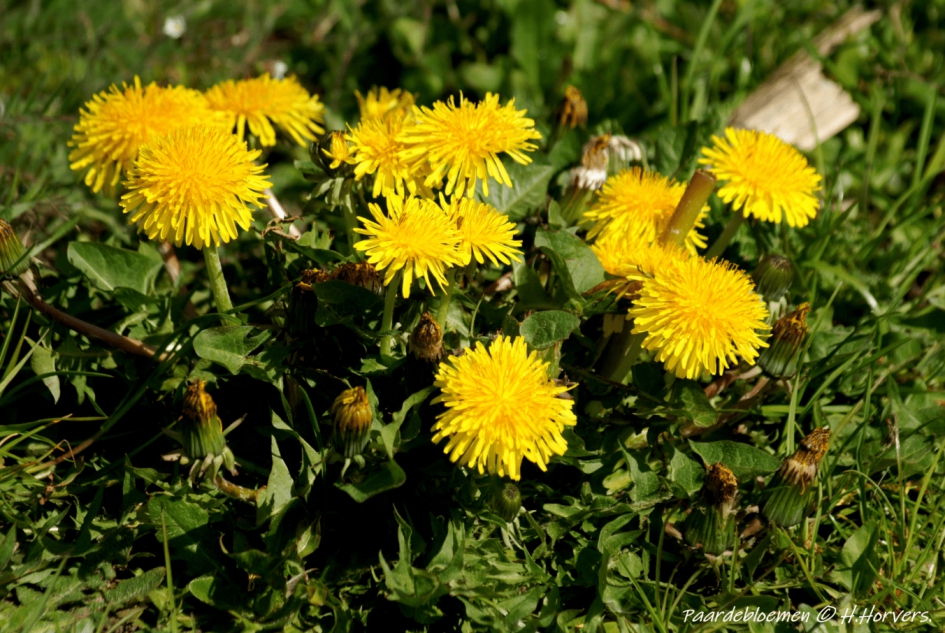 Paardebloemen. - Planten - Paardebloemen.