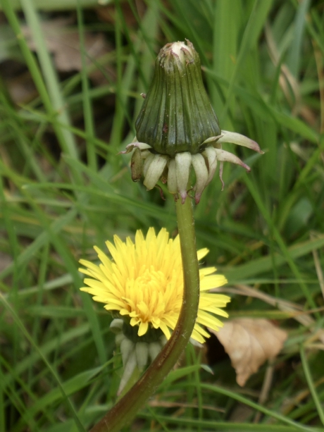 Paardenbloemen