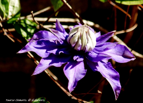 Paarse Clematis