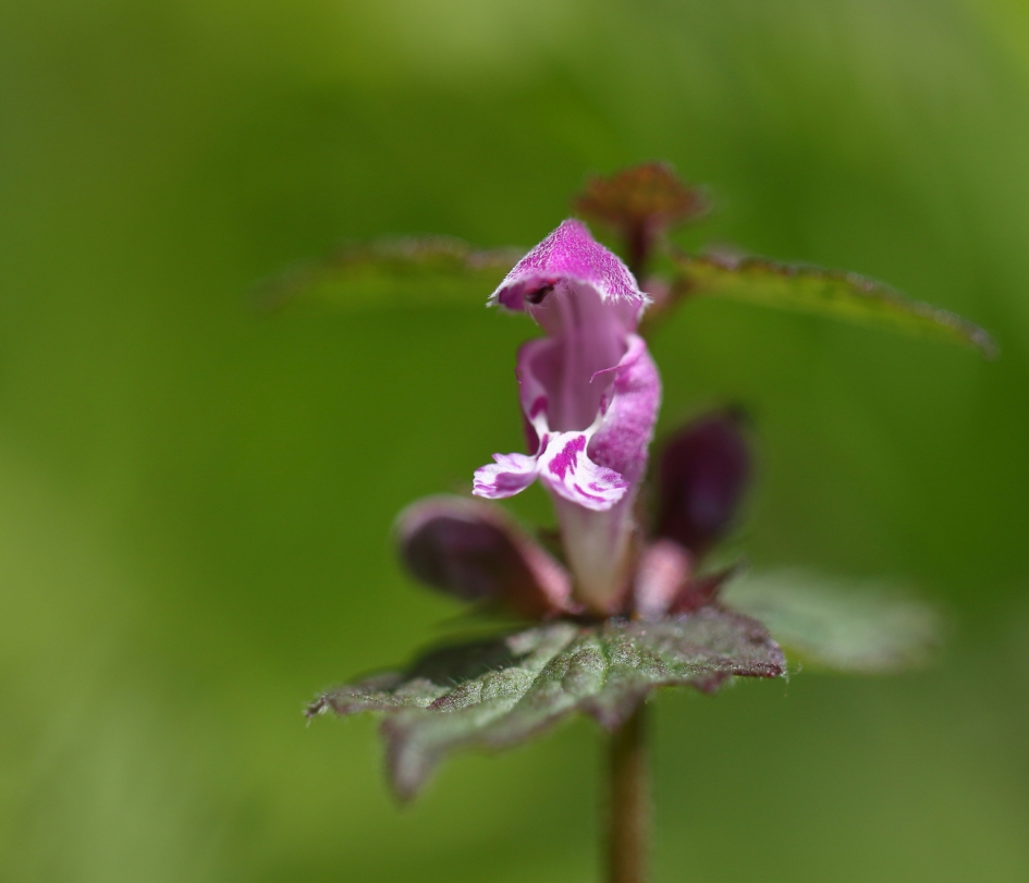 paarse dovenetel - Planten - paarse dovenetel