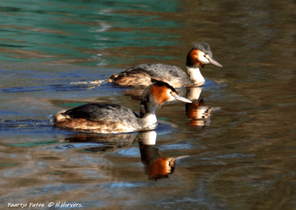 Paartje Futen - Vogels - Paartje Futen