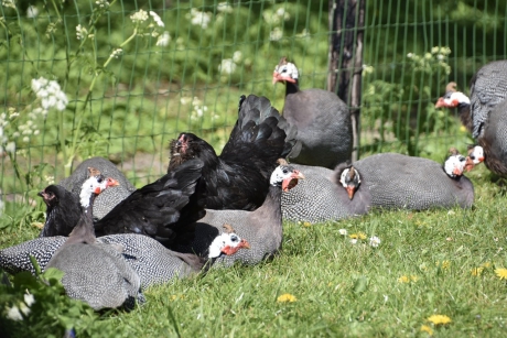 Parelhoenders