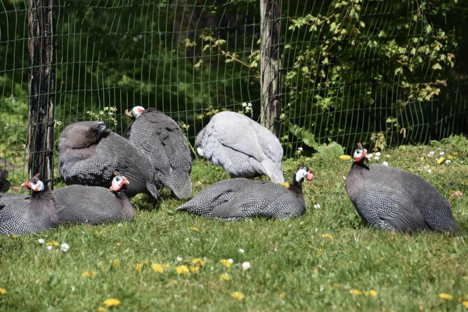 Parelhoenders - Vogels - 
