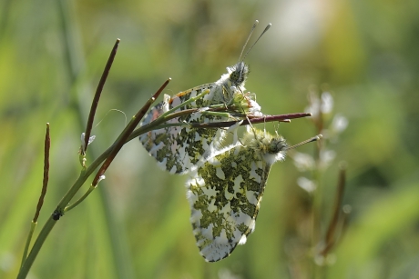 Parende Oranjetipjes