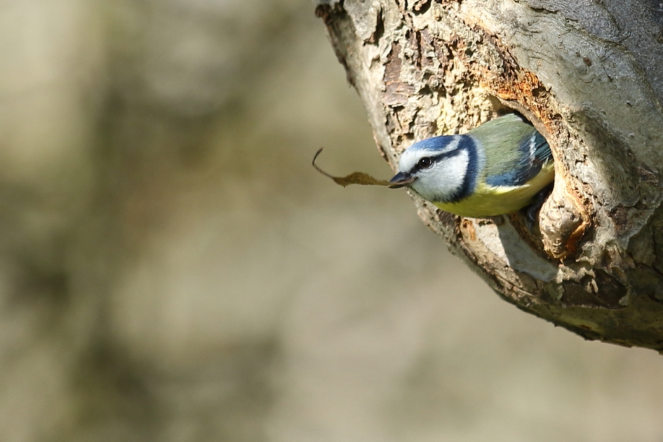 pimpelmees - Vogels - pimpelmees