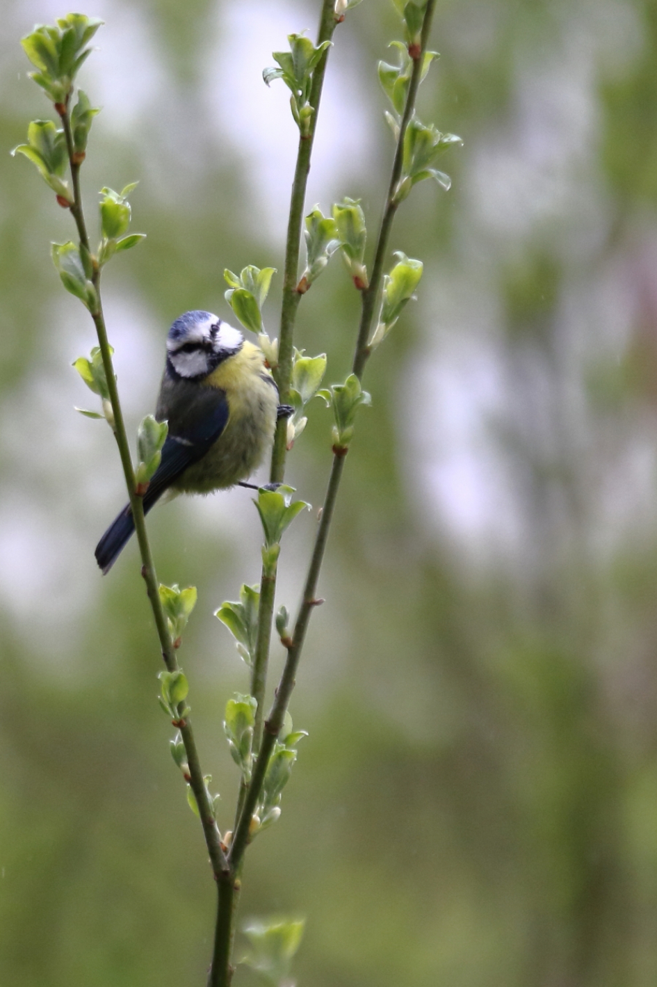 pimpelmees - Vogels - pimpelmees