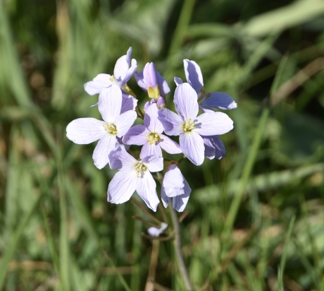 Pinksterbloem