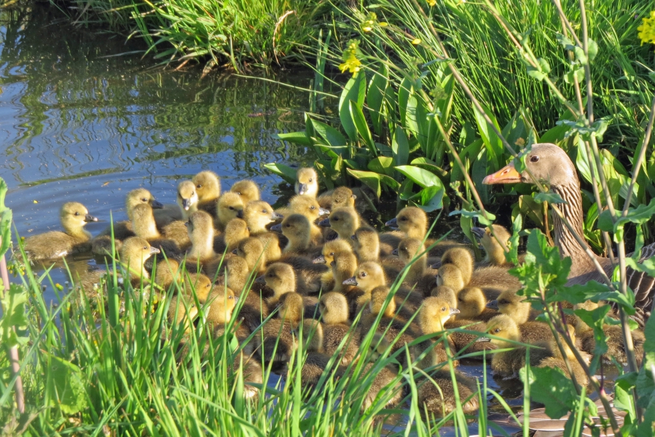 Pleeggezin ? - Vogels - 