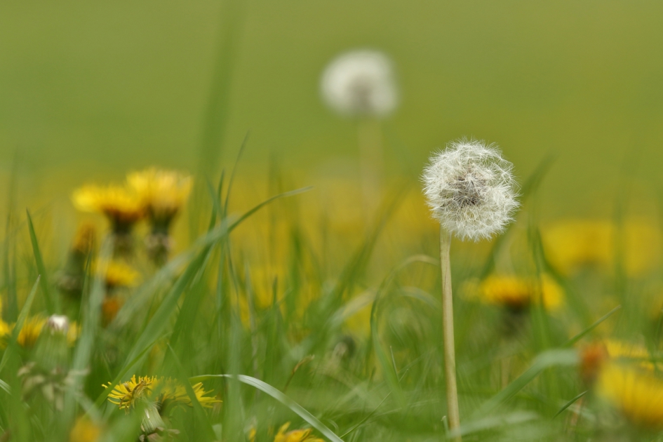 pluizenbol - Planten - paardenbloem
