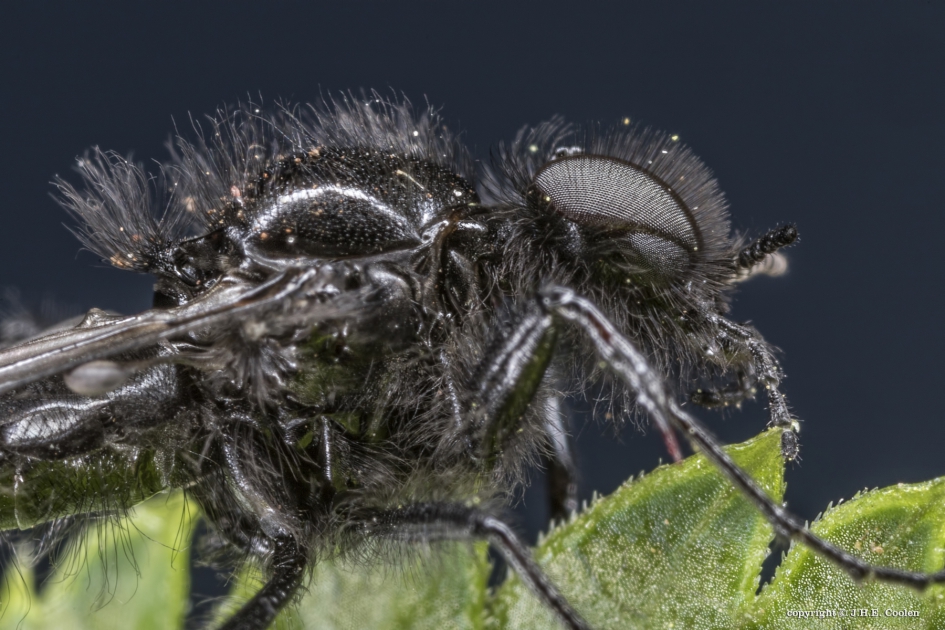 Portret van een..... - Geleedpotigen - Maartse vlieg