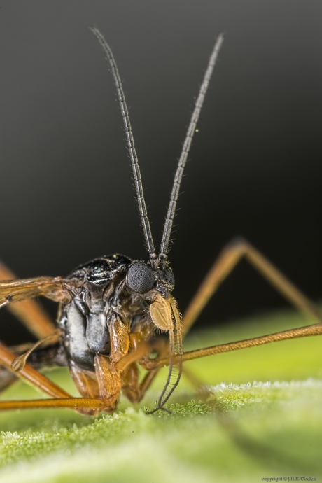 Portret van een.....