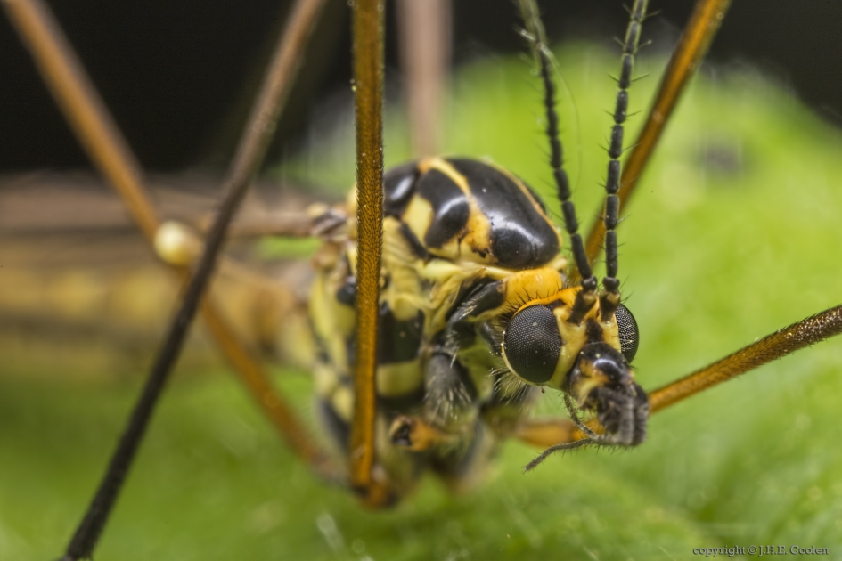 Portret van een..... - Geleedpotigen - Tijgerlangpootmug