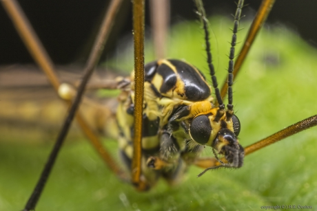 Portret van een.....