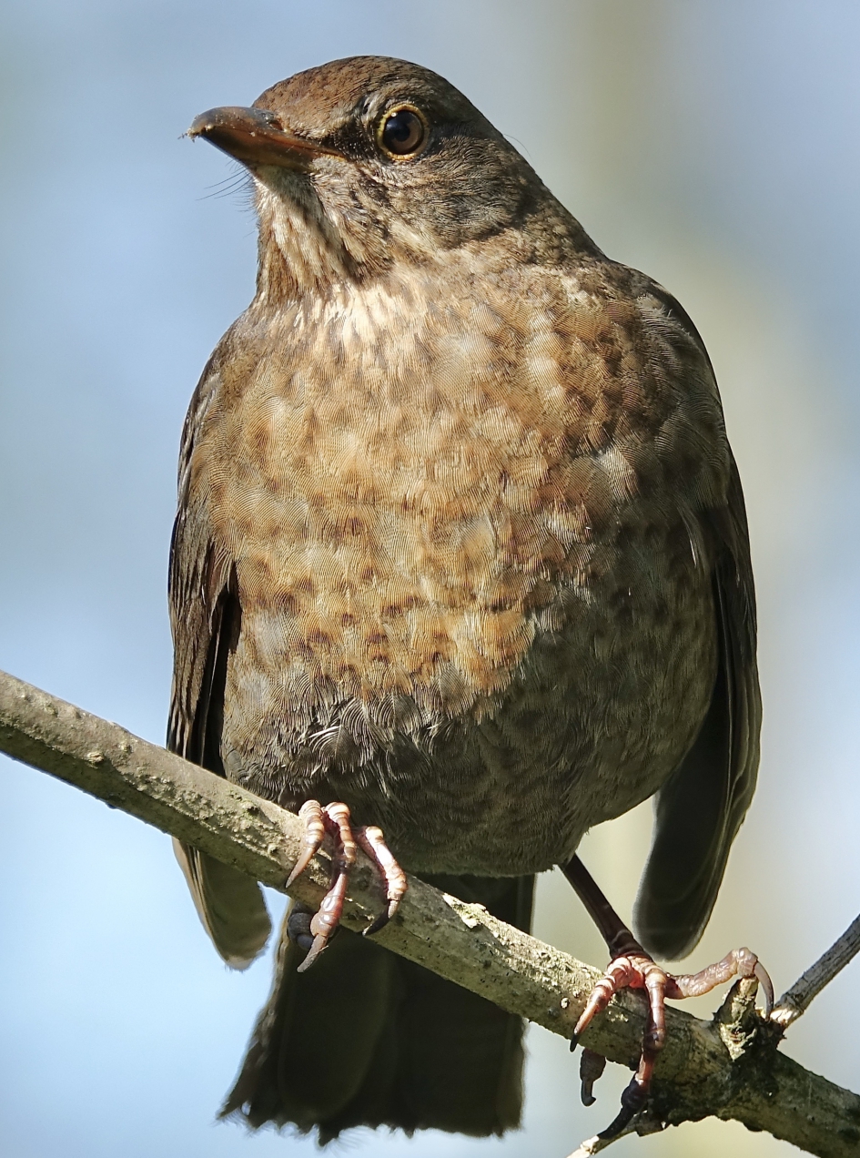 Portret van Ma - Vogels - Merel