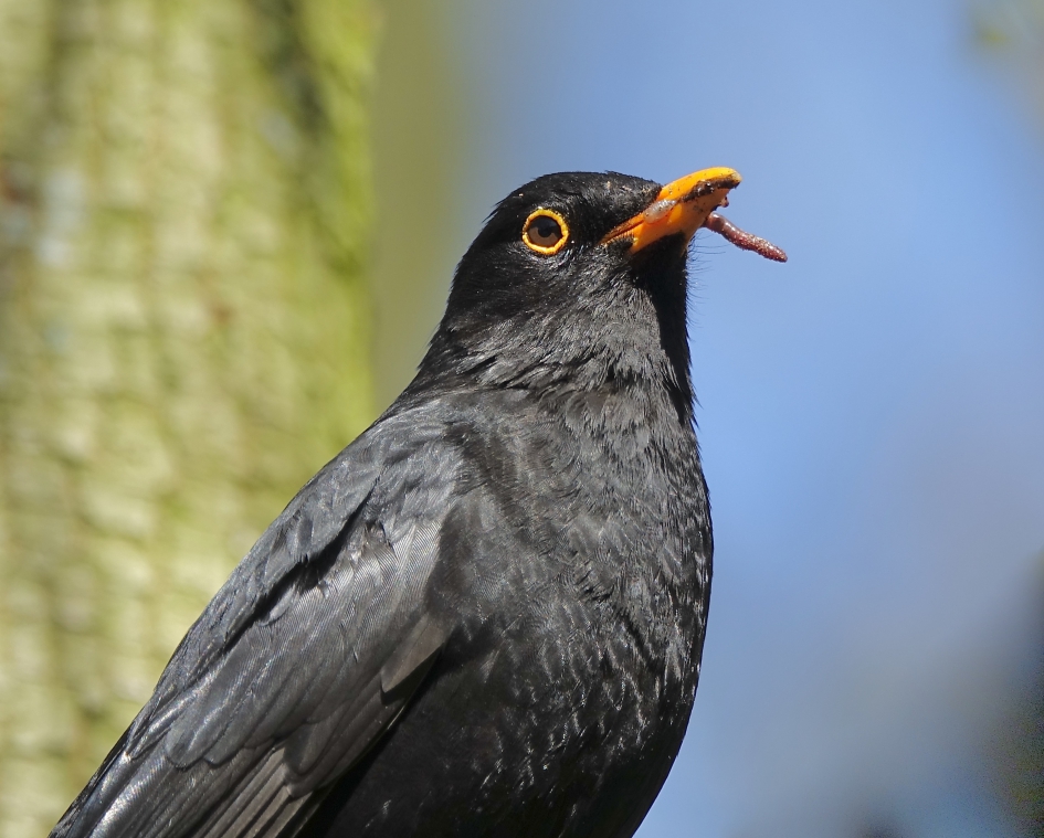 Portret van Pa - Vogels - Merel