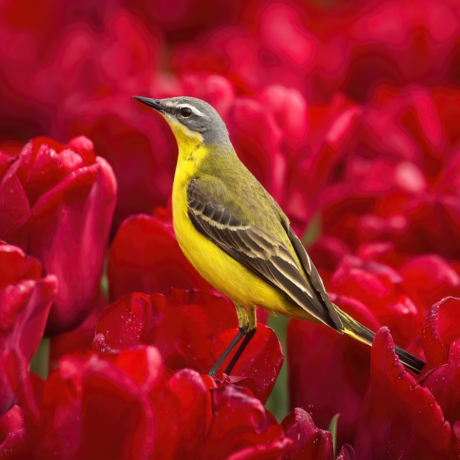 Primair ... - Vogels - Gele Kwikstaart