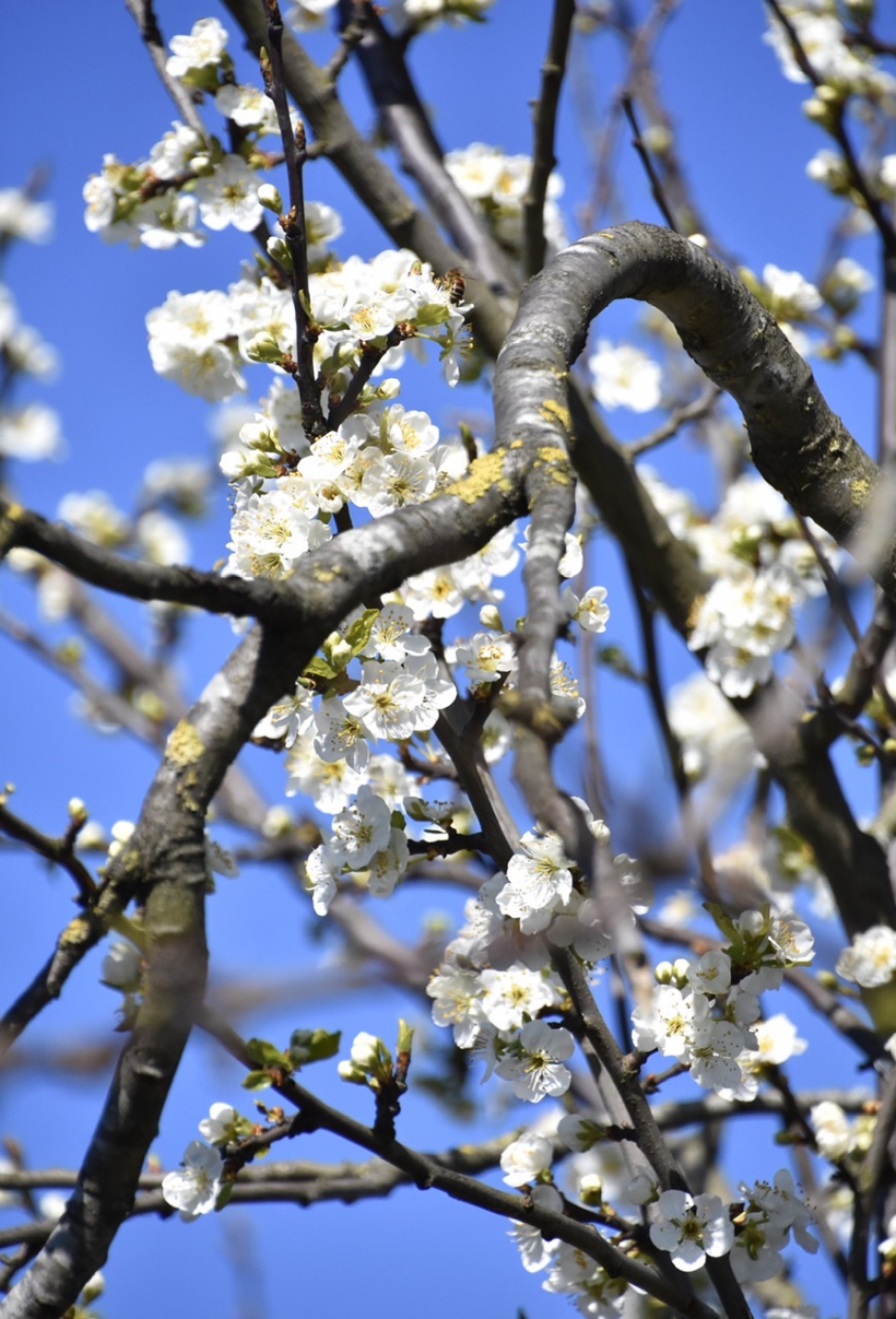 Pruimenbloesem - Planten - 