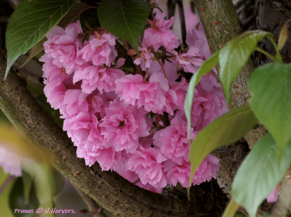 Prunus - Planten - Prunus