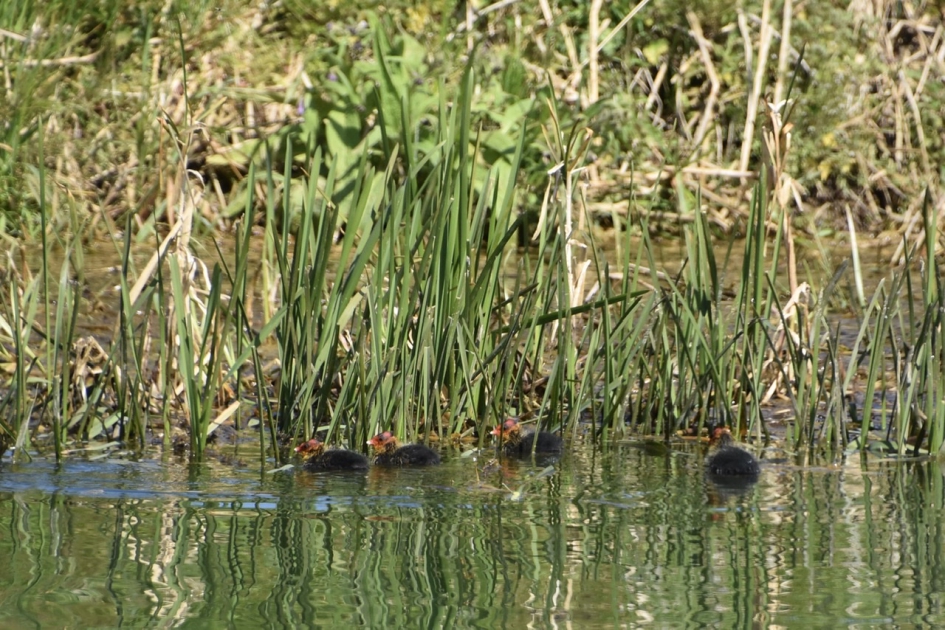 Pulletjes - Vogels - 