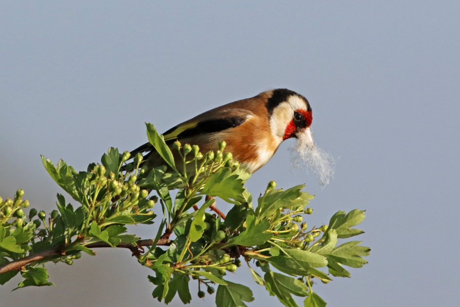 Putter met nestmateriaal - Vogels - 