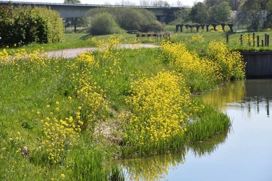 Raapzaad - Weer en landschap - 
