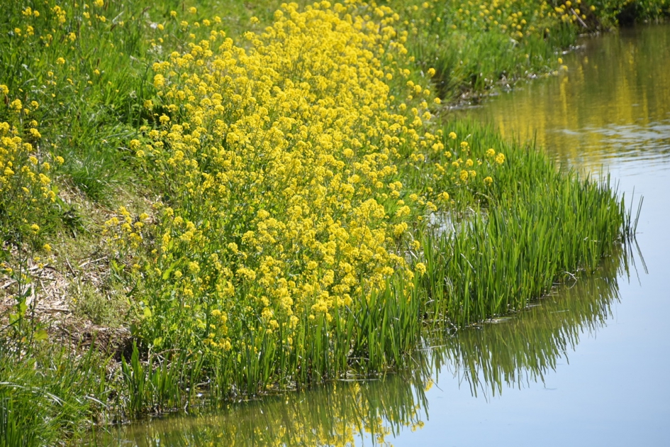 Raapzaad - Planten - 