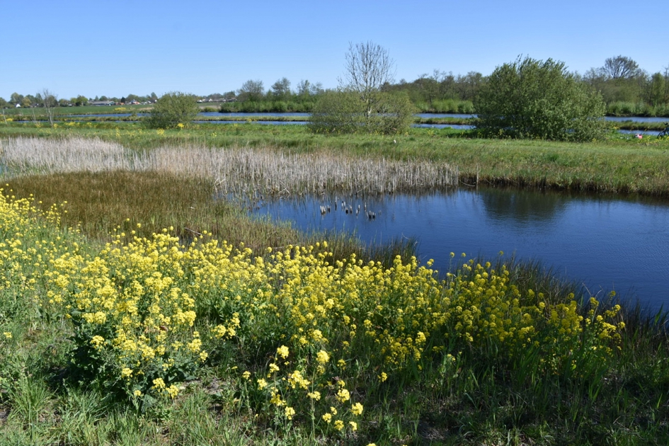 Raapzaad - Planten - 