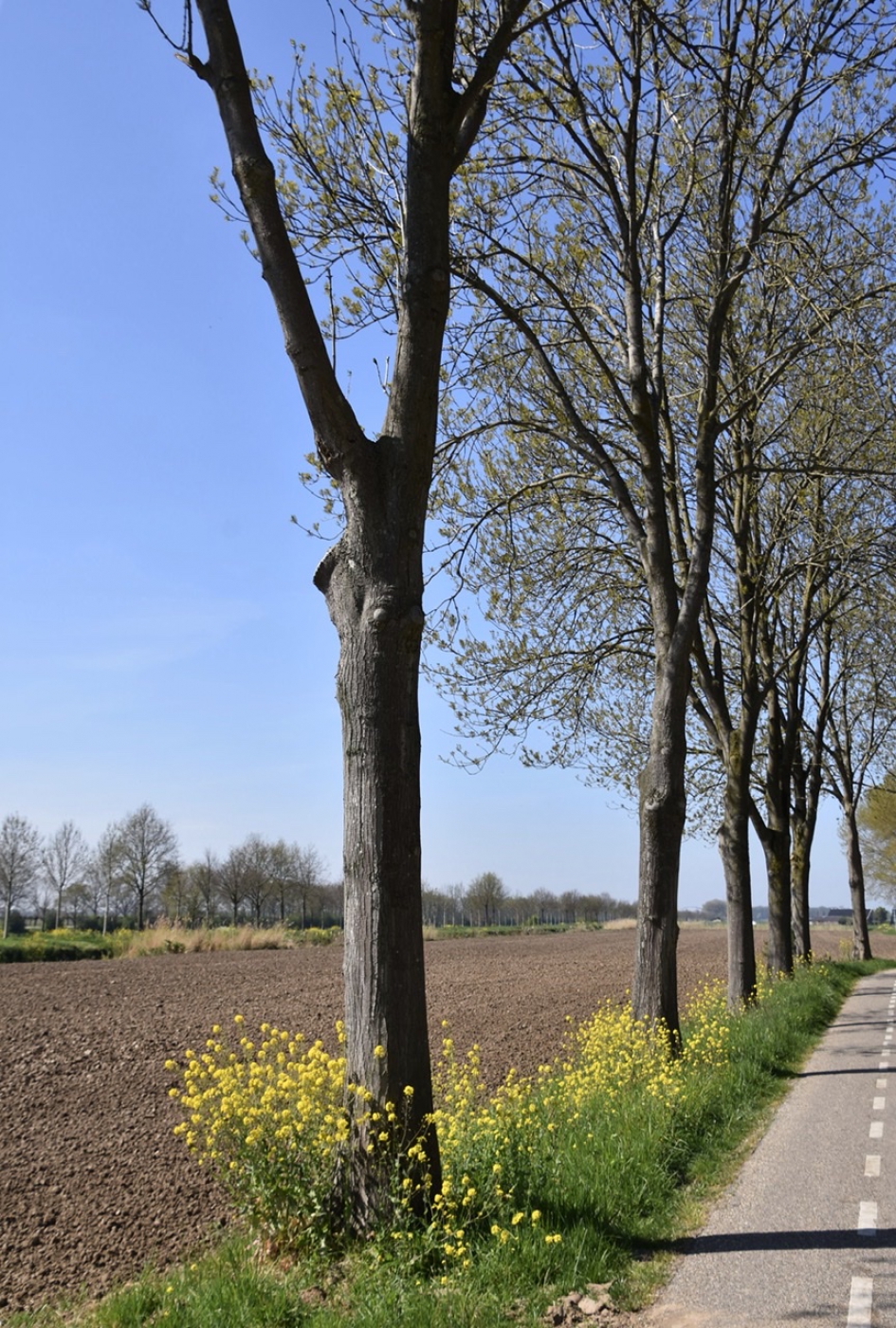 Raapzaad bermen - Weer en landschap - 