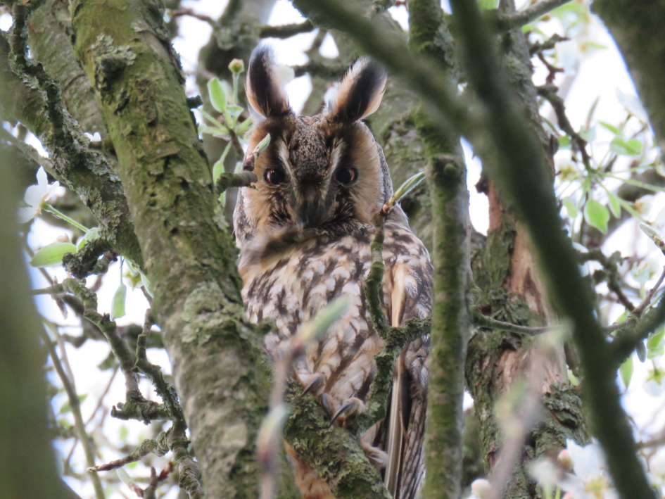 Ransuil - Vogels - Ransuil