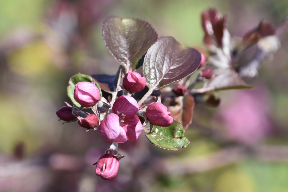 RedLove appel bloesem - Planten - 