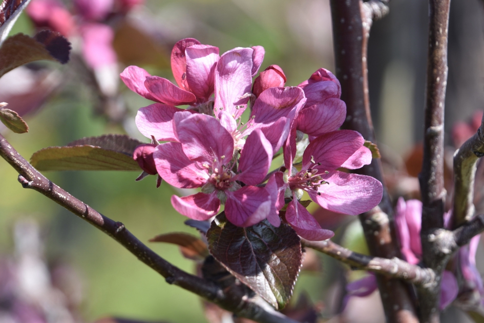 RedLove appel bloesem - Planten - 