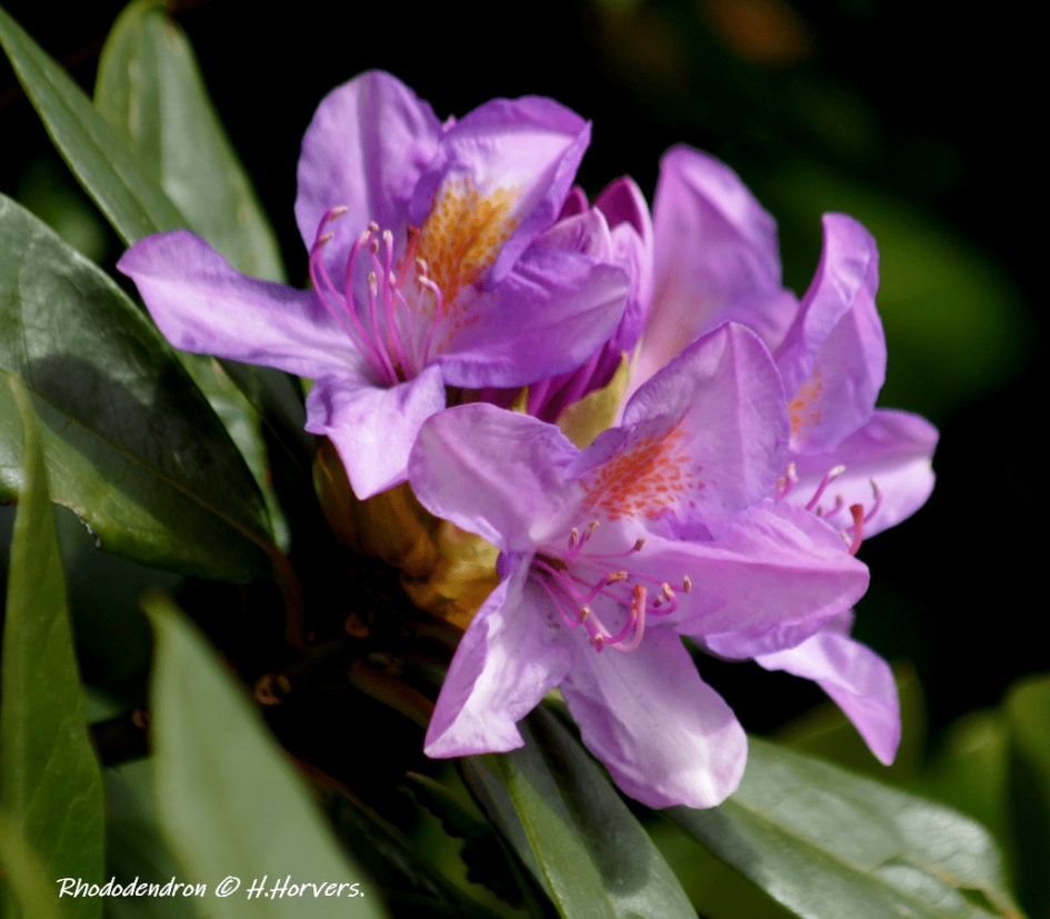 Rhododendron - Planten - Rhododendron