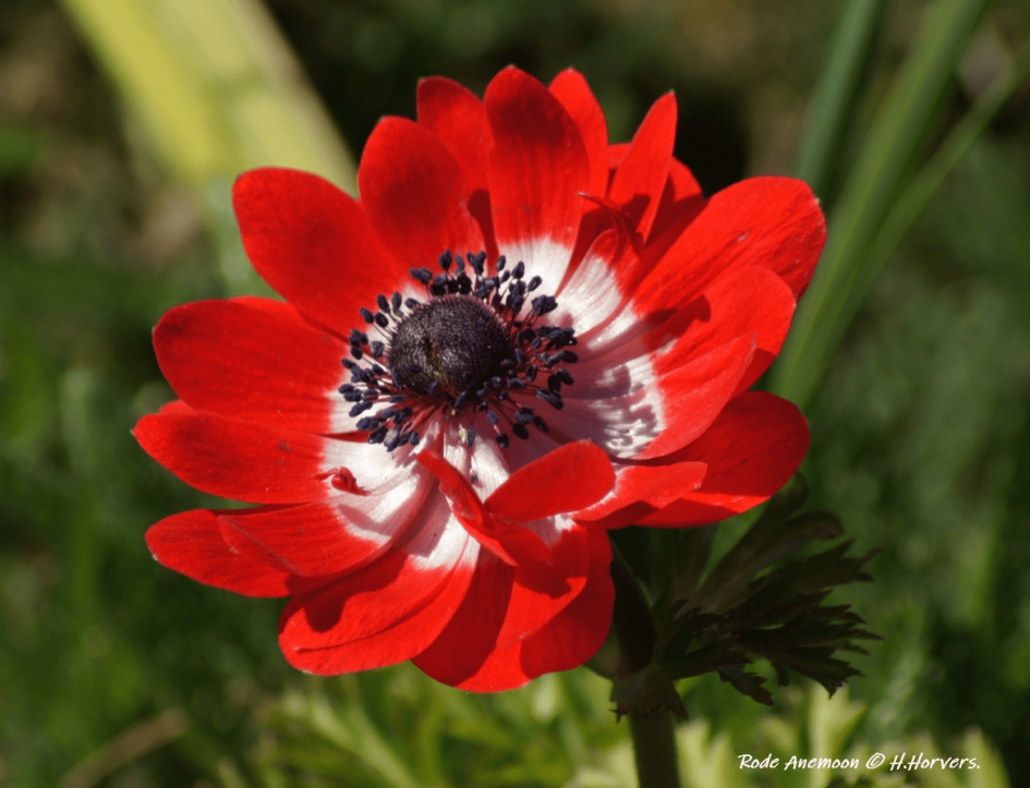 Rode Anemoon - Planten - Rode Anemoon